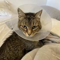 Thumbnail photo of Missy #1