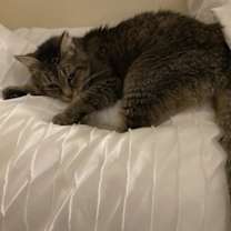 Thumbnail photo of Missy #2