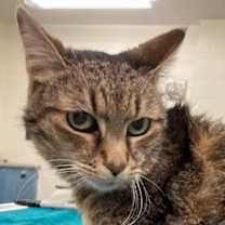 Thumbnail photo of Missy #3