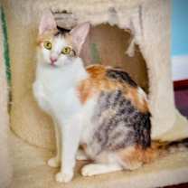 Thumbnail photo of Scarecrow #2