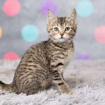 Thumbnail photo of Sweet Squeakers #1