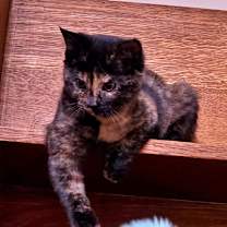 Thumbnail photo of Hermione #3