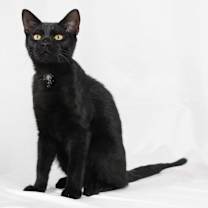 Thumbnail photo of Inky #2