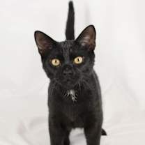 Thumbnail photo of Inky #3