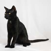 Thumbnail photo of Inky #4