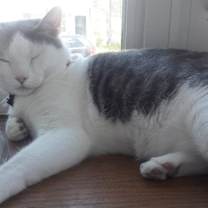 Thumbnail photo of Jock #2