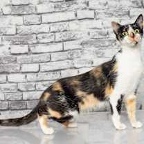 Thumbnail photo of Callie #4