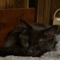 Thumbnail photo of Cynder #4