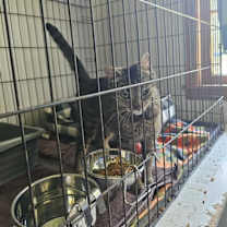 Thumbnail photo of Arwen #4