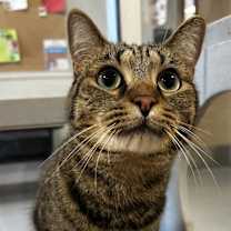 Thumbnail photo of Cookie #1