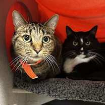 Thumbnail photo of Cookie #2