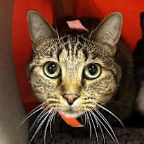 Thumbnail photo of Cookie #3