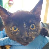 Thumbnail photo of Tori #1