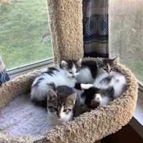 Thumbnail photo of Arlo #2