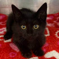 Thumbnail photo of Rez #1