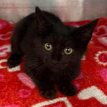 Thumbnail photo of Rez #2