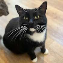 Thumbnail photo of Quilla #1