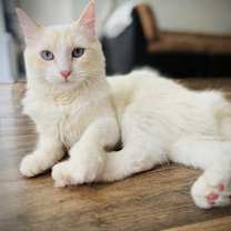 Thumbnail photo of Cotton #1