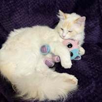 Thumbnail photo of Cotton #2