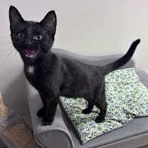 Thumbnail photo of Freddie #1