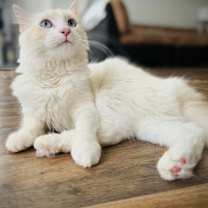 Thumbnail photo of Cotton #3