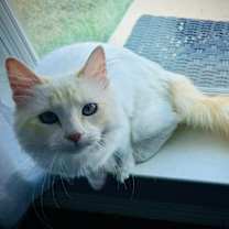 Thumbnail photo of Cotton #4