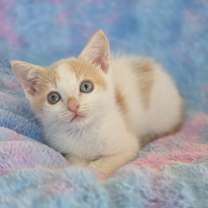 Thumbnail photo of Tanjiro #1