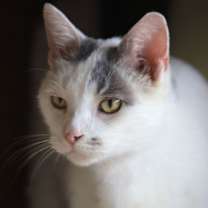 Thumbnail photo of Yeti #1