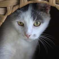 Thumbnail photo of Yeti #2