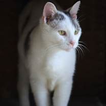 Thumbnail photo of Yeti #3