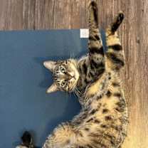 Thumbnail photo of Blu #1