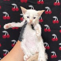 Thumbnail photo of Bella #2