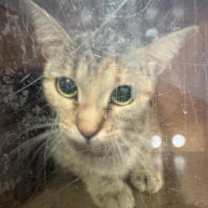 Thumbnail photo of Skully #2