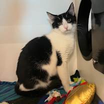 Thumbnail photo of Cookie #1