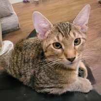 Thumbnail photo of Twix Kitten #3