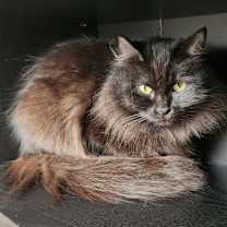 Thumbnail photo of Dahlia (bonded with Poppy) #2