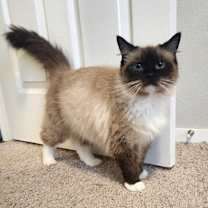 Thumbnail photo of Ivy #2