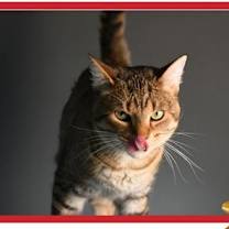 Thumbnail photo of Larry #4