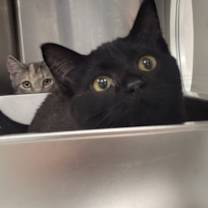 Thumbnail photo of Pleakley #1