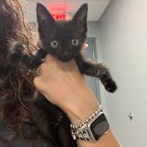 Thumbnail photo of Pleakley #2