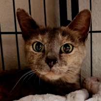 Thumbnail photo of Caviar 111325 #2