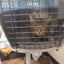 Thumbnail photo of Cheddar -ADOPTED #2