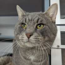 Thumbnail photo of Chester #1