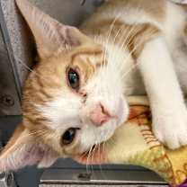 Thumbnail photo of Velcro #2