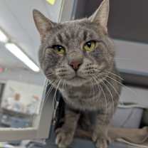 Thumbnail photo of Chester #2