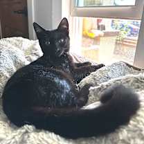 Thumbnail photo of Binx #1