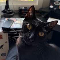 Thumbnail photo of Binx #3