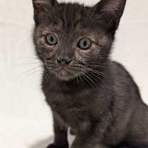 Thumbnail photo of Midnight #2