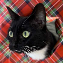 Thumbnail photo of Panda #1