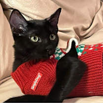 Thumbnail photo of Felix #4